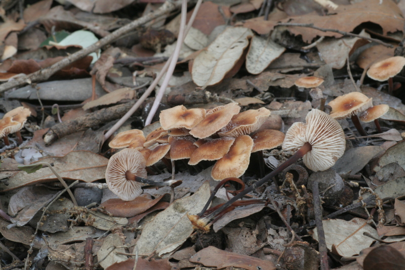 Marasmius brassicolens? fotog.il 2.02.2010.